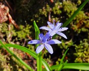 65 Scilla bifolia